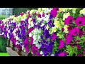 The Ultimate Guide to #Growing #Petunias