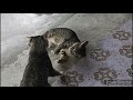 Cats playing in slow motion...