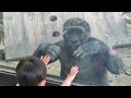 Gorilla Kintaro's new playmate?【Kyoto city zoo/Gorilla Fam】