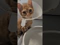 adorable kitten drinks after surgery 😍