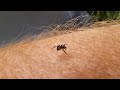 Mini jumping spider climbing through a forest