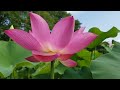 Beautiful lotus.#아름다운 연꽃