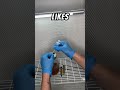Mushroom Liquid Culture Hack for Thicker Syringes #shortvideo #shorts #growyourown #mushrooms