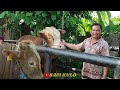 Affordable prices, West Java buyers wholesale jumbo beef here|Banjarnegara market,the largest market