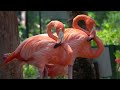 Breathtaking Colors of Nature in 4K 🌻🐦Birds & Flowers - Sleep Relax Meditation Music - 2 hours UHD