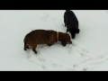 My dogs in the north Texas snow