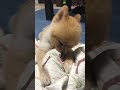 #ポメラニアン #犬 #vlog