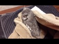 Cute Owls Compilation HD