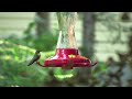 Female Ruby-throated Hummingbird Visits McBone Manor