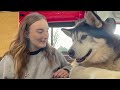 Giant husky tells his little sister off