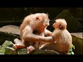 Sometimes good love and sometimes anger.. crazy monkey. macaco. macaque. monkey baby. baby monkey