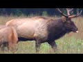Elk Bugles in Cataloochee Valley, Great Smoky Mountains