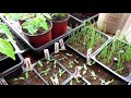 A Complete 20 Minute Guide to Starting Tomatoes & Peppers Indoors: See Description for Details!