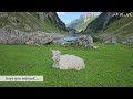Switzerland - To Lake Fälensee from Brulisau, Appenzell Switzerland | Hiking 8K UHD video