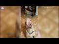 Dog is crazy for cheese and eats it all in a few seconds - Daily Mail