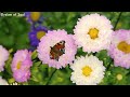 Relaxing music Relieves stress, Anxiety and Depressive States🌿Relaxing Music to Rest the Mind