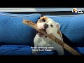 This Bulldog Wants One Thing: The Biggest Stick | The Dodo