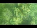 Taklong Island National Marine Reserve Giant Clams DJI Action 3