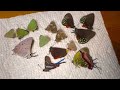 I GOT 50 TROPICAL BUTTERFLY SPECIMENS FROM MEXICO!!!