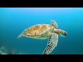 Under Red Sea 4K - Sea Animals for Relaxation, Beautiful Coral Reef Fish in Underwater - 4K Video