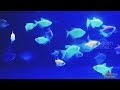 ikan glofish tetra trend 2023 || Relaxing music instrumental