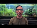 SCUDS vs SHRIMP vs SNAILS - Balancing Detritivore Populations in Planted Tanks