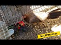 Pollitos de 2 semanas hijos del MUGroso #gallo #negro