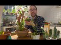 Collection Chronicles | Plants past and present + updates | Szn 1 Ep. 3: Succulents + Carnivores