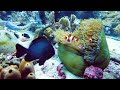 4K Underwater Wonders - Relaxing Music - Coral Reefs, Fish & Colorful Sea Life