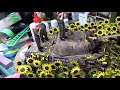 How To: 1/35 Sunflowers