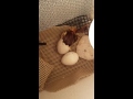 Hatching day at the Berthet Ranch