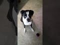 Boxer using word buttons!