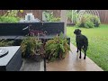 #Nesta the #labradoodle barking at the #Sunflower during #Hurricane #beryl