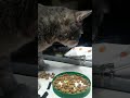 Gato de nombre rallitas comiendo croquetas