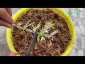 How to propagate orchids with aloe vera in plastic bottles