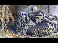 Kassikakk::Eagle Owl~Hanna is feeding her little owlets~9:52 am 2023/04/27