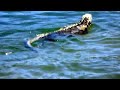 Galapagos Sea Iguanas