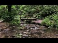 Total Relaxation  | Gentle Flowing Water Sounds for Sleeping, Stress Relief, Study - English Forest