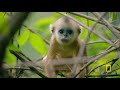 Forest of the Golden Monkey (Full Episode) | China's Hidden Kingdoms