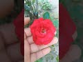 Beautiful flower 🌼/ garden 🌿/rose flower 🌸 video