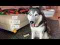 Meeka The Talking Husky REVIEWS Halloween Costumes! 😍 (SO FUNNY!🤣)