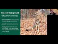 History and Ecology of the Eastern Coyote