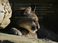 Mountain Lion Biology