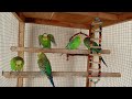 12 Hours of Budgies Singing Playing and Talking - Play For Your Budgie