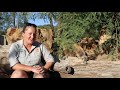 Meerkat Keeper Talk at Taronga Western Plains Zoo in Dubbo