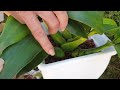 How to SAVE Your Orchid SPOT TREAT BACTERIAL INFECTION on Pseudobulbs TUTORIAL Demo #ninjaorchids
