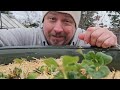 3 Spring Strawberry Tips - Garden Quickie Episode 187