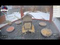 Female Cardinal and Blue Jay collided in mid air