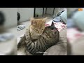 Best Funny Animals Videos 2024 😆 | Funny and Cute Cats 🐈 and Dogs 🐕 Videos 3