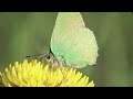 Heavenly Guitar Music 🎶 Beautiful Butterflies in 4k